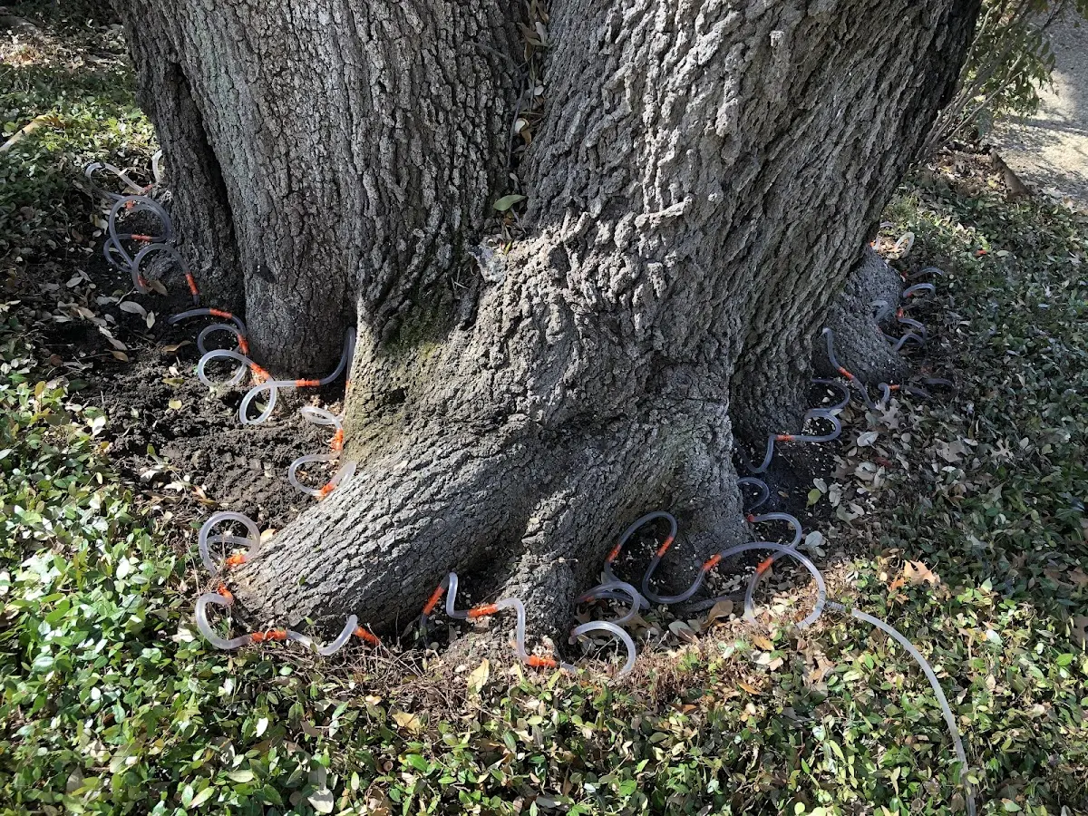 Detailed Tree Cabling and Bracing job site in Brentwood