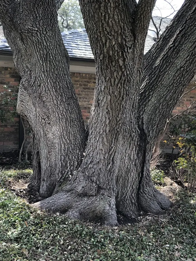 Mature heritage tree close to a Brentwood property cared for by certified arborists
