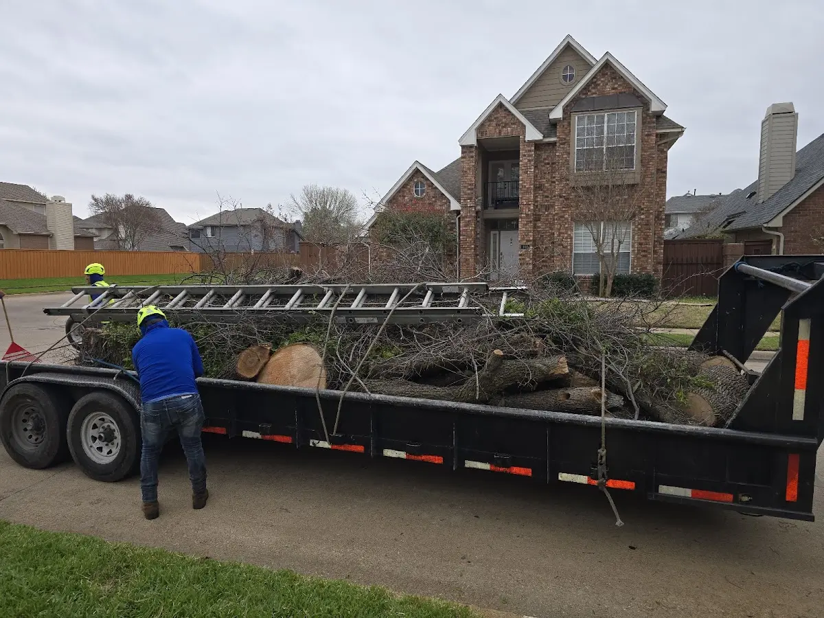 Expert Deadwooding with proper safety equipment in Brentwood